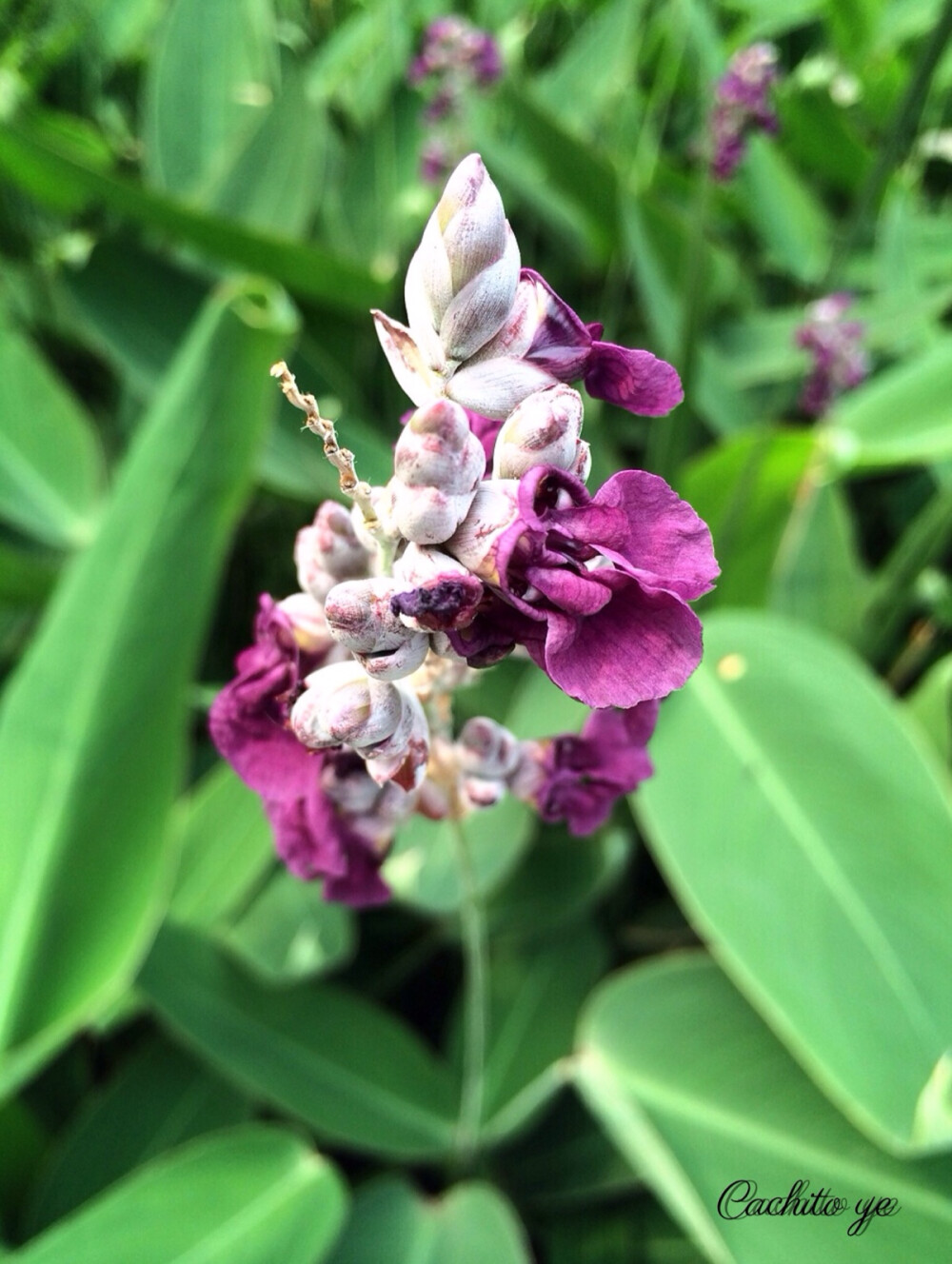 水竹芋 再力花