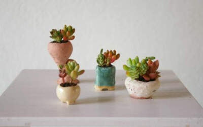 那么迷你的多肉盆栽，萌到心了没