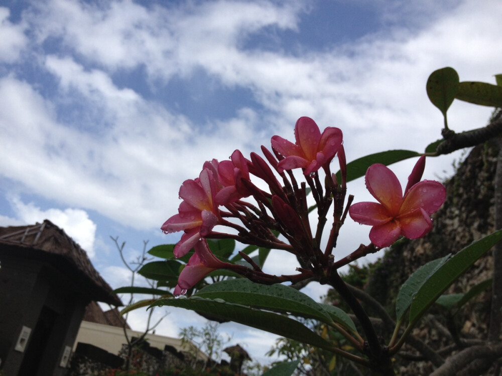 雨后的bali 花正艳 天正蓝 空气正净