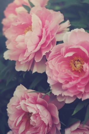 *Found It In Tumblr or We Heart It or Topit Me or Pics Art*那些花儿充满心事。 摄影作品 花物語  Peony 牡丹