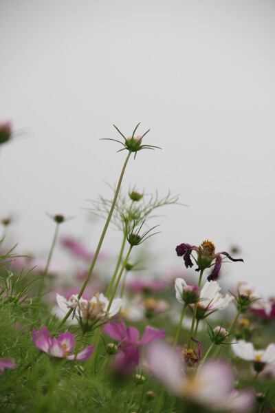 在藏语中，“格桑”是幸福的意思，“梅朵”是花的意思。所以格桑花又名“格桑梅朵”。它是一种生长在高原上普通花朵，杆细瓣小，看上去弱不禁风的样子，可风愈狂，它身愈挺；雨愈打，它叶愈翠；太阳愈暴，它开得愈灿…