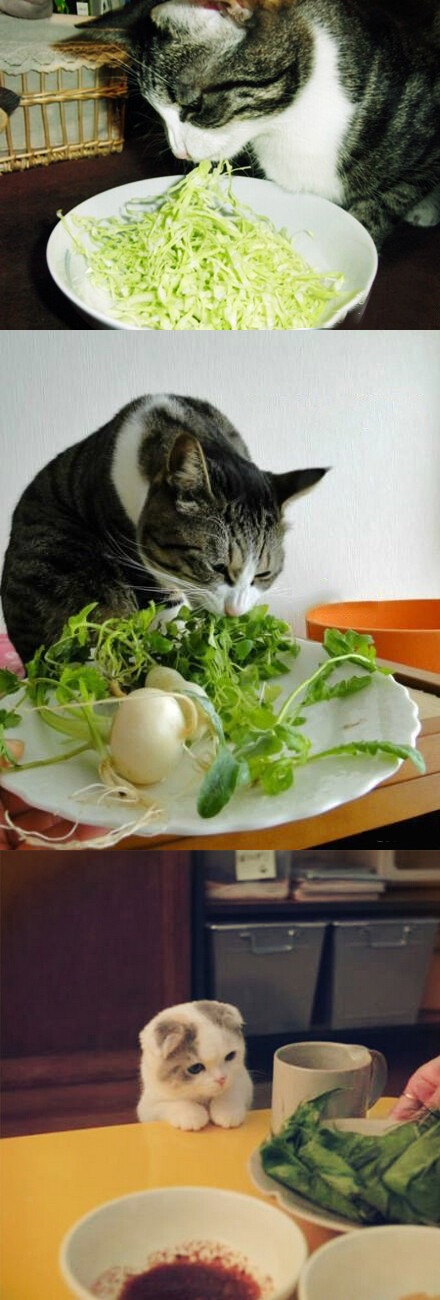 吃素的猫咪