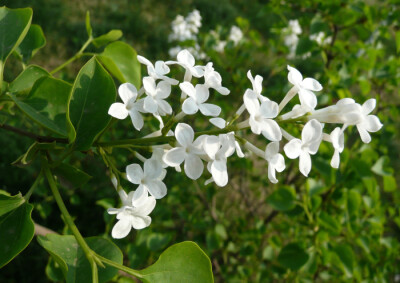 素材类别：白色花朵 丁香花 唯美花朵 纯白丁香花图片,白色花朵,丁香花,唯美花朵. http://www.huiyi8.com/sc/9870.html