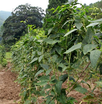 （e街坊豆角-长豆角-http://www.ejiefang.com/prod/117100000229）豆角，各种豆科植物果实的统称，其中包括菜豆、大豆、豇豆等，或特指豇豆和菜豆。是夏天盛产的蔬菜。含有各种维生素和矿物质等。【ejfandrn】