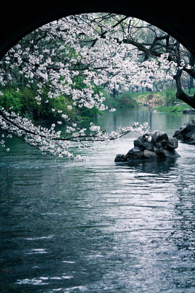 . 轻寒细雨 . 一束花白为谁开 .