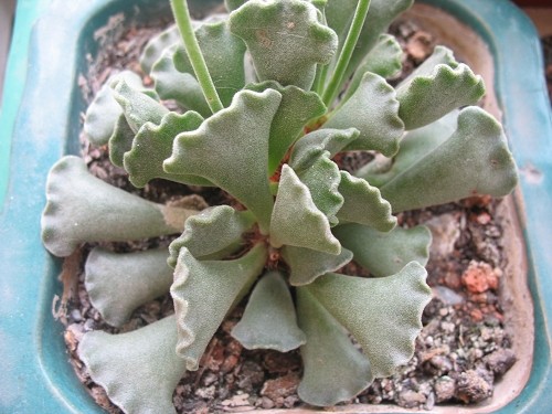 天章（Adromischus.cristatus），景天科天锦章属，喜阳光充足和凉爽、干燥的环境，无明显休眠期。栽培要点：生长适温15-25度，冬季不低于7度；配土一般可用腐叶土、蛭石、粗砂或珍珠岩的混合土，加少量草木灰和骨粉；生长期浇水干透浇透；生长期施肥一般每20天左右一次；繁殖可用叶片进行扦插，除夏季高温外，10度以上均可进行,选取健壮、充实的叶片，晾1～2天后,平放在土壤上,不久就会生根、发芽,但不宜过早移栽。