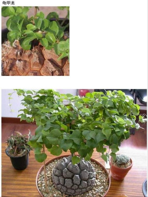 龟甲龙（Dioscorea elephantipes），薯蓣科薯蓣属，喜温暖、干燥和阳光充足的环境，不耐寒，耐干旱，不耐水湿和强光暴晒，夏季高温休眠。栽培要点：生长适温15-28度，冬季不低于10度；配土一般可用腐叶土、培养土和粗砂的混合土；生长期浇水一般干透浇透，夏季休眠期要控制浇水，保持盆土干燥；生长期施肥一般半月一次；繁殖方式一般用播种繁殖，播种初期需特别注意湿度，可于穴盘上覆透明玻璃或塑料布，保持在高湿度的状态，10～14天发芽，本叶2枚时即可移除塑料布，待本叶3～4枚时，即可定植，初期可先种于小盆内，再依其生长情形来换盆，一般4～5年后，茎干开始出现裂痕。