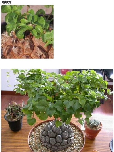 龟甲龙（Dioscorea elephantipes），薯蓣科薯蓣属，喜温暖、干燥和阳光充足的环境，不耐寒，耐干旱，不耐水湿和强光暴晒，夏季高温休眠。栽培要点：生长适温15-28度，冬季不低于10度；配土一般可用腐叶土、培养土和…