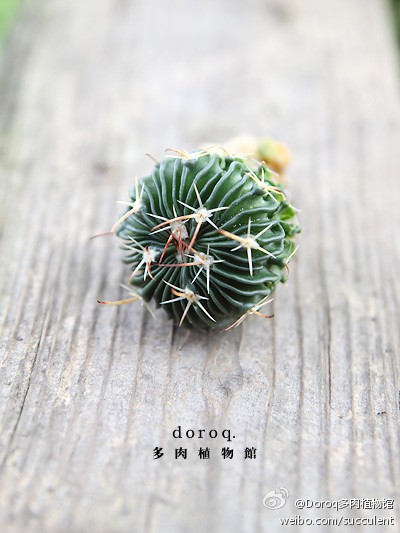 Stenocactus Multicostatus 【多棱玉】仙人掌科多棱玉属 。原生于墨西哥，整株布满了波浪状的棱，春季会开出粉色带条纹的花朵，容易种植的品种，要用排水性好的植料种植。待土干透以后再浇水，注意不要淋到球体。夏天避免午后烈日，冬天减少浇水，保持盆土稍干，以防冻伤。