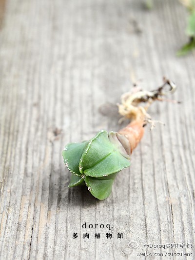 仙人掌科星球属【碧琉璃鸾凤玉】Astrophytum myriostigma v. nudum 原产于墨西哥的沙漠植物，如名字一般的碧绿色，螺旋形状的棱非常奇特，即使在夏天也需要充足的阳光，适当避开正午烈日。土干透后浇透水。