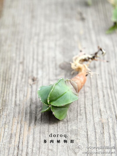 仙人掌科星球属【碧琉璃鸾凤玉】Astrophytum myriostigma v. nudum 原产于墨西哥的沙漠植物，如名字一般的碧绿色，螺旋形状的棱非常奇特，即使在夏天也需要充足的阳光，适当避开正午烈日。土干透后浇透水。