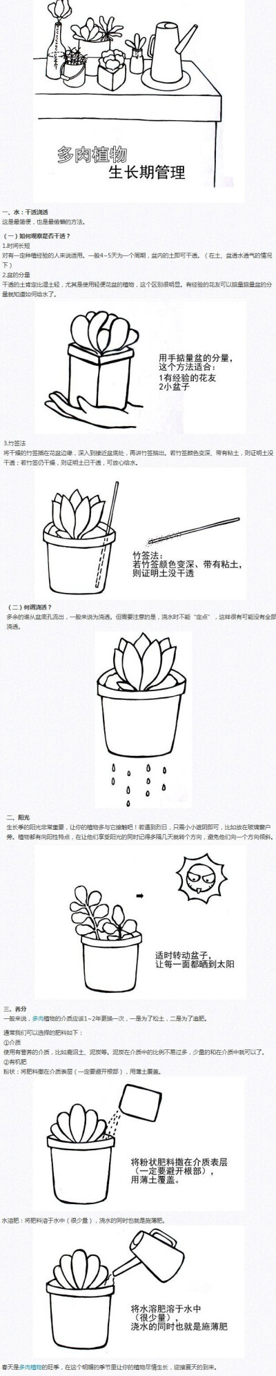 多肉植物生长期管理