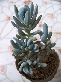蓝松（Senecio serpens），又名万宝，菊科千里光属，喜温暖干燥和阳光充足的环境，耐旱，耐热，耐半阴，不耐寒，无明显休眠期。栽培要点：生长适温15-35度，冬季不低于10度；配土一般可用泥炭、蛭石和珍珠岩的混合土…