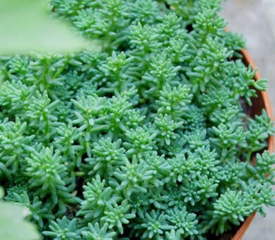 薄雪万年草（Sedum hispanicum ），景天科景天属，喜温暖干燥和阳光充足的环境，无明显休眠期，栽培要点：生长适温一般为18-25度，冬季不低于5度；水分，依照干透浇透的原则就行（耐旱性强）；配土一般可用泥炭（草…