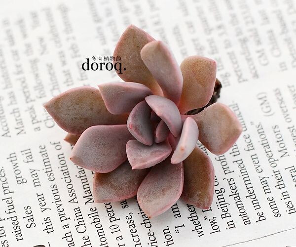 Graptoveria cv. Deby【黛比】 Graptoveria cv. Deby【黛比】Graptoveriacv.Deby【黛比】难得一年中大部分时段有红叶的种类。粉色的叶片，拥有很高的人气。夏天比较热的月份，或是日照不足，叶片将变成粉蓝色。秋冬季节，红色会加深。请在通风好的环境种植。生长季节是春秋两季，土完全干透后浇透水。夏季需要遮阴，并减少浇水。冬季放于室内向阳处养护。