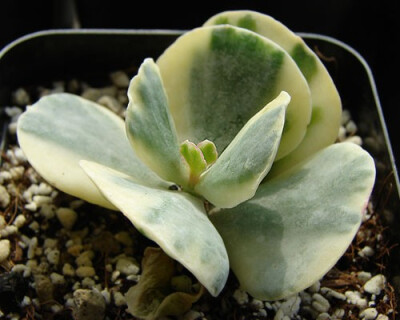 旭波之光（Cotyledon.undulata'Hybrid'），景天科银波锦属，是银波锦的变种，叶片比银波锦要小，但颜色漂亮，也比银波锦好养，喜温暖干燥和阳光充足环境，夏季高温休眠。栽培要点：生长适温15-25度，冬季不低于5度；…