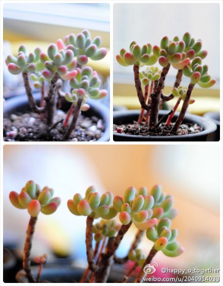 乙女心（Sedum pachyphyllum），景天科景天属，喜温暖和阳光充足的环境，比较耐寒冷，无明显休眠期。栽培要点：生长适温15-25度，冬季不低于3度；配土一般用泥炭+蛭石+珍珠岩各一份；浇水生长季干透浇透；生长季施肥一般每月一次；繁殖方式一般有分株、扦插和播种。