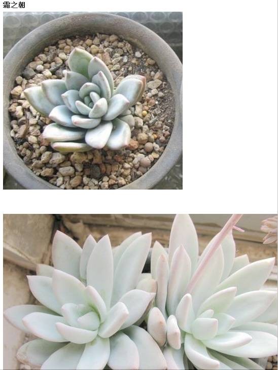 霜之朝（Echeveria sp. SIMONOASA ），景天科拟石莲花属，喜温暖、干燥和通风的环境，喜光，耐旱，耐寒、耐荫，适应力极强，不耐烈日暴晒，无明显休眠期。栽培要点：生长适温15-25度，冬季不低于5度；配土一般用泥炭+蛭石+珍珠岩各一份，并添加适量的骨粉，也可用腐叶土3份、河沙3份、园土1份、炉渣1份混合配制；生长期浇水干透浇透，空气干燥时可向植株周围洒水，但叶面，特别是叶丛中心不宜积水，否则会造成烂心；生长期施肥一般每20天左右一次；繁殖方式一般有分株、扦插和播种繁殖。