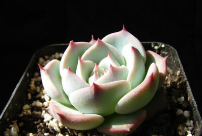 吉娃娃（Echeveria chihuahuaensis），有些地方又称杨贵妃，景天科拟石莲花属，喜温暖干燥和阳光充足的环境，耐旱，不耐水湿，无明显休眠期。栽培要点：生长适温15-25度，冬季不低于5度；配土一般可用泥炭、蛭石和珍…