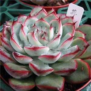 花月夜（Echeveria pulidonis），景天科石莲花属，蓝绿色被浓厚的白粉，叶缘为美丽的深粉红色，喜温暖干燥和阳光充足的环境，耐旱，不耐寒，不耐水湿，夏季高温休眠。栽培要点：生长适温15-25度，冬季不低于5度；配土一般可用泥炭、蛭石和珍珠岩的混合土，并添加适量的骨粉，也可用腐叶土3份、河沙3份、园土1份、炉渣1份混合配制；生长期浇水干透浇透，空气干燥时可向植株周围洒水，但叶面，特别是叶丛中心不宜积水，否则会造成烂心，夏季高温休眠期适度遮阴，通风并节水，冬季保持盆土稍干燥；生长期施肥一般每20天左右一次；繁殖方式一般有分株、扦插和播种繁殖