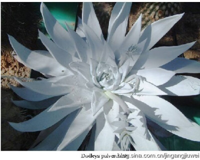 特氏粉叶草（Dudleya traskiae），又名特雷达德利莲或特氏仙女杯景天科仙女杯属。生长在一个扁平的基座，叶子多肉，呈葵扇形及淡绿色至黄色，长15厘米。花序密集在茎上，花朵呈鲜黄色。主轴分枝成叉形。基座上共有25…