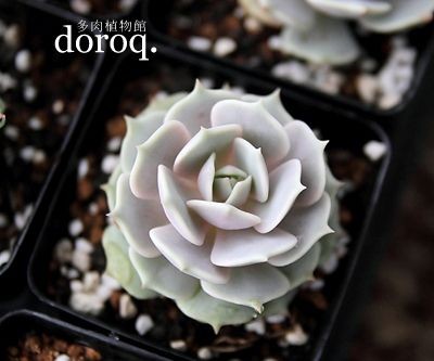 E. lola【露娜莲】 景天科拟石莲花属【露娜莲】Echeveria lola 丽娜莲和露娜莲的混种，浅灰色的叶子时而呈现蓝色、绿色，时而呈现粉紫色，且色彩层次分明，十分美丽。春天生长旺盛，可以多浇水，夏日生长缓慢，减少浇水，防止暴晒，并注意通风。冬天放在向阳处，并注意保温。