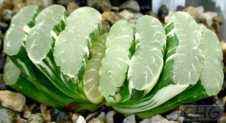 截形十二卷(Haworthia truncata) 百合科十二卷属植物。原产南非开普省。肉质叶8一12片排列成左右分开的两列，每叶都几乎直立略向内弯曲，一片紧挨一片。通常长仅2厘米，宽度和厚度根据品种不同相差极大，宽从1．5厘米到2．5厘米不等，厚0．3—1．2厘米，顶部截形，截面稍凹陷。暗绿褐色，表面粗糙，具微细的小疣突。幼叶的顶端截面稍透明。花序25厘米高，白花有绿色中脉。 截形十二卷又名玉扇，其形态和其他十二卷属种类迥然不同。在长期栽培中，产生了很多优良的园艺品种和杂交种玉万、静鼓等，更有斑锦变异品种给玉扇这一家族增添光彩。栽培和繁殖都可参照毛汉十二卷。