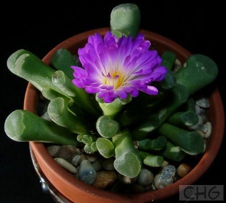 光玉(Frithia pulchra) 番杏科光玉属植物。原产南非。植株矮小，非常肉质，叶形和棒叶花属种类很相似。肉质叶6—9，排成松散的莲座状，灰绿色，棍棒形，先端稍粗，顶部截形，上有透明的窗。花单生，通常无梗，深红色有白心。 光玉和橙黄棒叶花在株形上相似，但习性略有不同。光玉夏季休眠不明显，冬季不耐寒。宜用小盆种植，不论休眠不休眠，它都不能忍受持续的高温多湿，因此夏季要适度节水并加以遮荫。