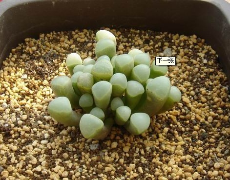 五十铃玉（Fenestraria aurantiaca），番杏科棒叶花属，性喜阳光充足，耐干旱，不耐高温高湿，不耐水湿和强光暴晒，无明显休眠期。栽培要点：生长适温15-30度，冬季不低于5度；配土一般可用泥炭+蛭石+珍珠岩各一份；生长期适当浇水，夏季节制浇水，浇水的方法最好采用浸盆法，从盆底给水，水位不要超过花盆的三分之二，大概15秒就可以了，浇水的时机，当看到叶面萎缩，有皱皮现象就可以浸盆，也可以采用叶面喷水；施肥一般生长季每月施肥一次；繁殖方式主要用播种，可以参考生石花、肉锥的播种繁殖方法，对于大株五十铃玉也可以采用分株繁殖，用利器分割（一定要消毒），伤口一定要晾干。