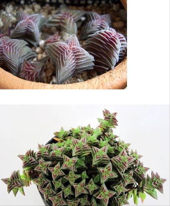 茜之塔（Crassula.tabularis(C.corymbulosa)），景天科青锁龙属，喜阳光充足和温暖、干燥的环境，不耐寒，忌水湿、高温闷热和过于阴蔽，耐干旱和半阴，夏季高温休眠或半休眠。栽培要点：生长适温15-25度，冬季不低于5度；配土可用泥炭、蛭石和珍珠岩的混合土，也可用园土、粗沙或蛭石各2份，腐叶土1份混匀后配制，并加少量的骨粉和鸡、牛粪作基肥；生长期浇水干透浇透，夏季休眠期宜放在通风凉爽、光线明亮，又无直射阳光处养护，不必浇过多的水，以防腐烂；生长期施肥一般每半月一次；繁殖方式主要有分株、扦插和播种，分株可结合春季换盆进行，方法是将生长密集的植株分开，每3～4支一丛。