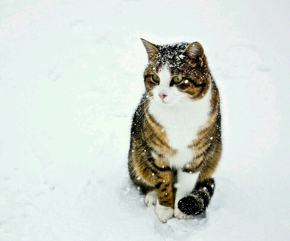 雪中的猫