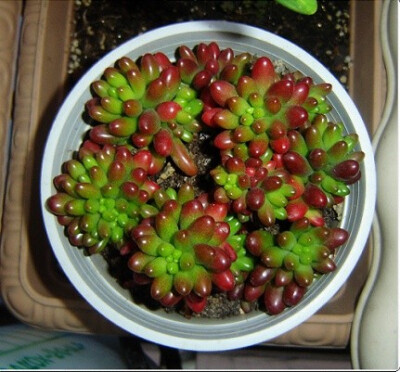 耳坠草（Sedum.rubrotinctum），又名虹之玉、玉米粒，景天科景天属，性喜温暖及昼夜温差明显的环境，不耐寒，喜光照，有较强的耐旱性，无明显的休眠期。栽培要点：生长适温15-28度，冬季不低于5度；配土一般用泥炭+…