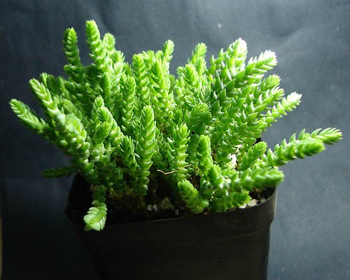 若绿（Crassula.lycopodioides var.pseuddycodioides），景天科青锁龙属，喜温暖干燥和阳光充足环境，怕低温和霜雪，耐半阴，忌强光暴晒，无明显休眠期。栽培要点：生长适温15-30度，冬季不低于5度；配土一般用泥炭、粗沙的混合土；生长期浇水干透浇透；生长期施肥一般每两月一次；繁殖方式主要是扦插繁殖，全年均能进行，以春、秋季生根块，成活率高。