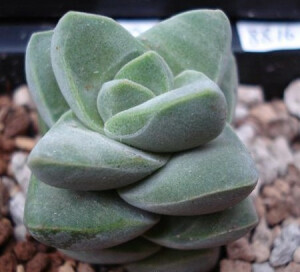 纪之川（Crassula cv'Moonglow'），又名月光，景天科青锁龙属，是同属的两个种稚儿姿(C．deceptor)和神刀(C.falcata)的杂交种，喜温暖干燥和阳光充足环境，不耐寒，耐干旱和半阴，忌水湿怕强光暴晒，无明显休眠期。栽培要点：生长适温15-25度，冬季不低于5度；配土一般可用泥炭、蛭石和珍珠岩的混合土；生长期浇水干透浇透，夏季高温应节水保持通风降温；生长期施肥一般每月一次；繁殖方式主要用扦插和播种。