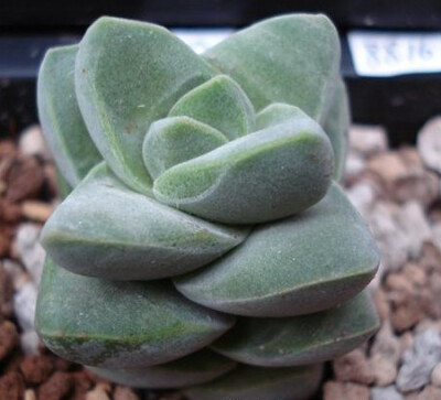 纪之川（Crassula cv'Moonglow'），又名月光，景天科青锁龙属，是同属的两个种稚儿姿(C．deceptor)和神刀(C.falcata)的杂交种，喜温暖干燥和阳光充足环境，不耐寒，耐干旱和半阴，忌水湿怕强光暴晒，无明显休眠期。…