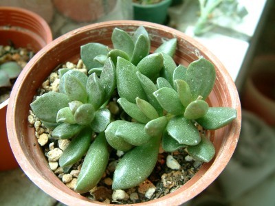 松蟲（Adromischus hemisphaericus），又名天錦星、金錢章，景天科天錦章屬，喜陽光充足和涼爽、干燥的環(huán)境，夏季高溫半休眠。栽培要點：生長適溫15-25度，冬季不低于7度；配土一般可用腐葉土、蛭石、粗砂或珍珠巖的混合土，加少量草木灰和骨粉；生長期澆水干透澆透，夏季高溫適度遮陰、通風及控制澆水；生長期施肥一般每20天左右一次；繁殖方式主要為扦插，尤以葉插為多，除夏季高溫外，10度以上均可進行，選取健壯、充實的葉片，晾1～2天后，平放在土壤上，不久就會生根、發(fā)芽，但不宜過早移栽。備注:如葉子是綠黃相間的那么是松蟲錦.