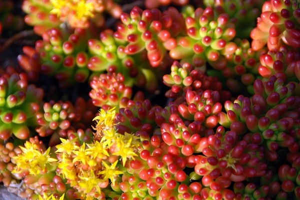 景天科景天属【虹之玉】Sedum rubrotinctum 婴儿手指一般的叶子，在春天到夏天的繁殖期里呈美丽的绿色。秋冬开始红叶，阳光充分且干燥的环境下能愈发变成红色。如果阳光不足，植物的茎会伸长。能从掉落下来的叶子上发根，种植简单。土完全干了再浇水，夏季避免暴晒。冬季气温低时也要减少浇水。花是黄色的星形，在春天开放。