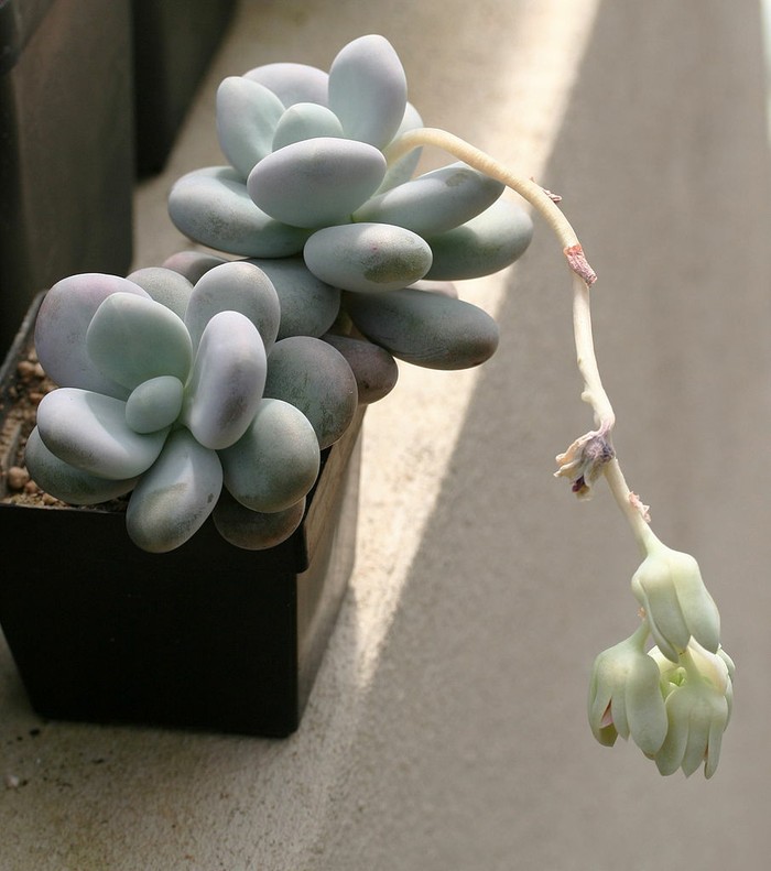 星美人（Pachyphytum ouiferum），又名厚叶草，景天科厚叶草属，喜温暖、干燥和光照充足的环境，耐旱性强，不耐夏季湿热天气，无明显休眠期。栽培要点：生长适温15-25度，冬季不低于10度；配土一般用排水良好的沙质壤土，可用腐叶土、培养土和粗砂的混合土；生长季节适量浇水，夏季湿热的条件下要控制浇水，加强通风，注意遮荫，保持较为冷凉的环境，冬季要保持盆土稍干燥；生长期施肥一般每月一次；一般用扦插繁殖，于生长季节从健壮的植株上切取叶片，放阴凉的环境中晾几天，待稍干后即扦插入盆沙中，少量浇水，保持盆沙潮润，极易生根成活，当根长达到2-3厘米时，即可移入小盆中培养，枝插或叶插均可。