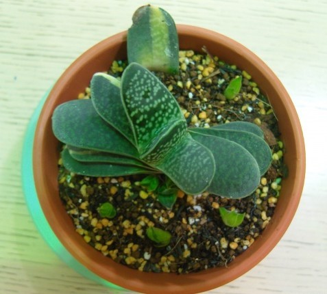 子宝(Gasteria gracilis)，百合科鲨鱼掌属，喜温暖及半阴通风的环境，比较耐寒，不耐夏季暴晒，无明显休眠期。栽培要点：生长适温15-25度，冬季不低于5度；配土一般用泥炭+蛭石+珍珠岩各1份；平时水要适当的少浇点；生长期施肥一般1—2个月一次；子宝的繁殖方式一般用分株繁殖。