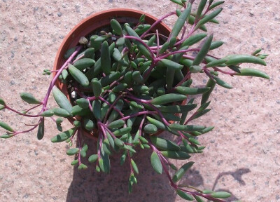 黄花新月（Othonna Capensis），又名紫葡萄、玉翠楼，菊科千里光属，喜温暖和阳光充足的环境，怕水湿，忌强光暴晒，夏季高温半休眠。栽培要点：生长适温15-28度，冬季不低于10度；配土一般可用泥炭、蛭石、珍珠岩的…