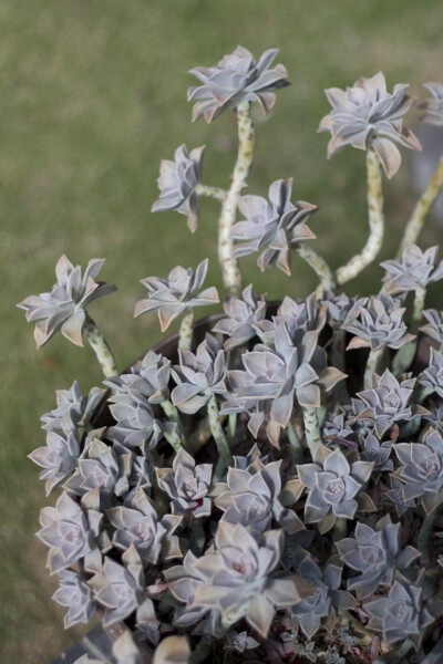 胧月（Graptopetalum paraguayense ），景天科风车草属，喜温暖、干燥和通风的环境，喜光，耐旱，耐寒、耐荫、耐室内的气闷环境，适应力极强，不耐烈日暴晒，无明显休眠期。