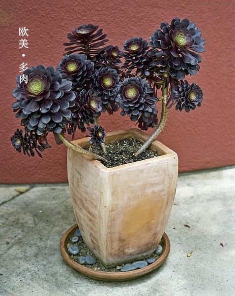 Aeoniumarboreum cv.Atropurpureum 学名：Aeonium arboreum cv.Atropurpureum(黑法师) 属名：莲花掌属 科名：景天科 黑紫色的叶片， 在日照充足的情况下， 越发油亮，十分大气。 底部叶子掉落属正常现象， 请保持盆土微湿， 土差不多干了再浇水。 夏季休眠，需避免暴晒，保持通风。 冬日放在室内向阳处养护。