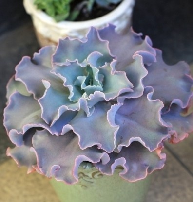 高砂之翁（Echeveria cv. Takasagonookina），景天科石莲花属，叶片圆形，叶缘大波浪状皱摺，叶色翠绿至红褐，新叶色浅、老叶色深，喜温暖干燥和阳光充足的环境，耐旱耐寒，生长强健，无明显休眠期。栽培要点：生长适温15-25度，冬季不低于5度；配土一般可用泥炭、蛭石和珍珠岩的混合土，并添加适量的骨粉，也可用腐叶土3份、河沙3份、园土1份、炉渣1份混合配制；生长期浇水干透浇透，冬季保持盆土稍干燥；生长期施肥一般每20天左右一次；繁殖方式主要为扦插，分枝插和叶插。