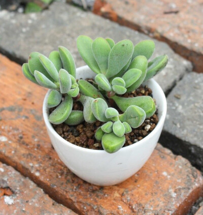 若歌诗（Crassula Rogersii），景天科青锁龙属，喜温暖干燥和阳光充足的环境，怕低温和霜雪，耐半阴，无明显休眠期。栽培要点：生长适温15-25度，冬季不低于5度；配土一般可用泥炭、蛭石和珍珠岩的混合土，也可用泥…