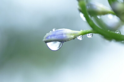 中医。本草纲目。水部·露水。在秋露重的时候，早晨去花草间收取。气味。甘、平、无毒。主治。用以煎煮润肺杀虫的药剂，或把治疗疥癣、虫癞的散剂调成外敷药，可以增强疗效。白花露：止消渴。百花露：能令皮肤健好。…