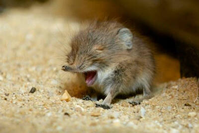 This adorable creature is a short-eared elephant shrew that was born May 8 at the Smithsonian's National Zoo in Washington, D.C.