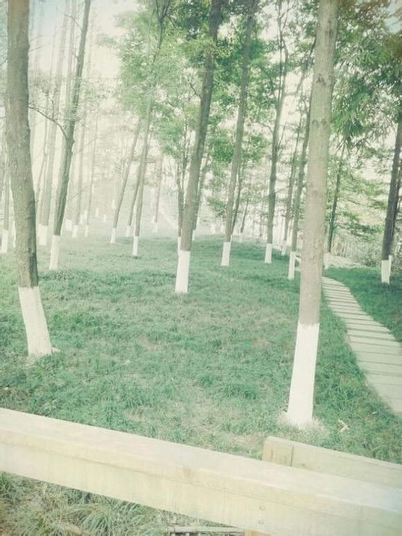 SA家 壁纸 素材 公园 树