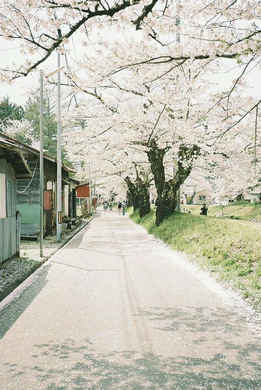 SA家 壁纸 素材 路 樱花