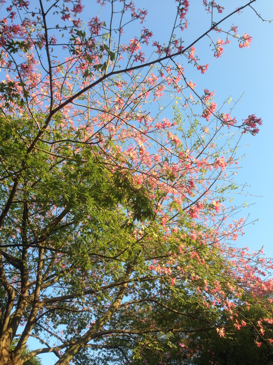 满树花开