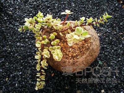 天然石头花盆做的多肉植物盆栽，石头花盆，多肉花盆，多肉植物花盆，天然石头花盆，创意花盆，璞石POSH天然石头花盆——朴素时光，漫步生活。